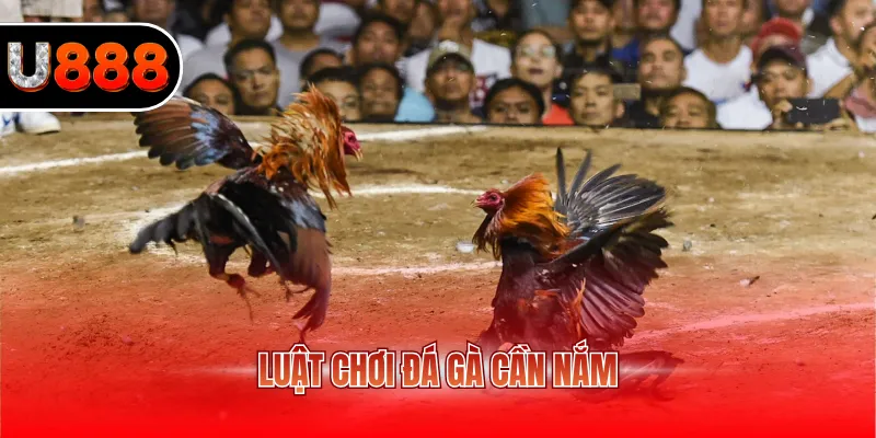 Đá Gà Đòn U888 – Trải Nghiệm Cá Cược Truyền Thống Kịch Tính 3 Luật chơi đá gà cần nắm